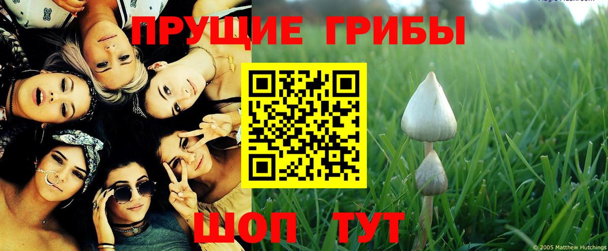 Псилоцибиновые грибы GOLDEN TEACHER  Вход с VPN  Черногорск 